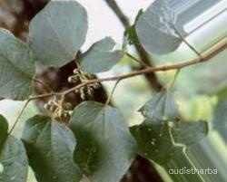 augmented_Alangium begoniaefolium leaf6_0_1952.jpeg